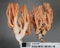 Ramaria samuelsii image