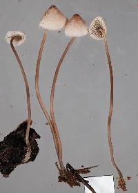 Mycena austrofilopes image