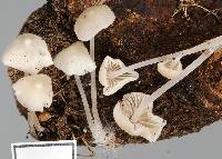 Hemimycena olida image