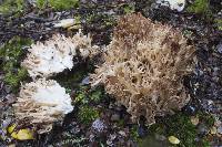 Ramaria rotundispora image