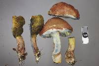 Boletus ripariellus image