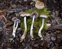 Cortinarius suecicolor image