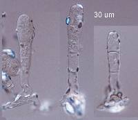 Microsphaera alphitoides image