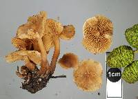 Naucoria escharoides image