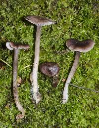 Mycena vinacea image