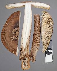 Amanita pekeoides image