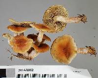 Hypholoma subviride image