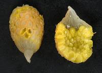 Cyttaria gunnii image