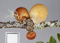 Cyttaria gunnii image