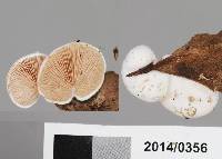 Crepidotus albolanatus image