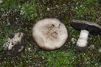 Agaricus perobscurus image