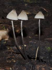 Mycena austrofilopes image