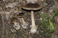 Amanita pekeoides image