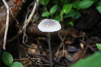 Mycena filopes image