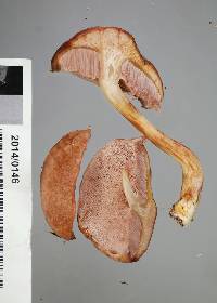 Fistulinella violaceipora image