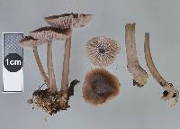 Mycena vinacea image