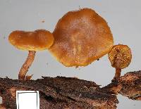 Galerina patagonica image