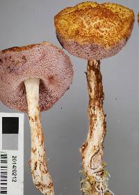 Austroboletus lacunosus image