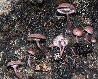 Mycena rubroglobulosa image