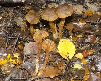 Cortinarius caryotoides image