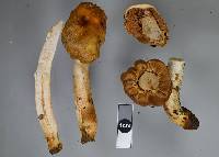 Cortinarius epiphaeus image