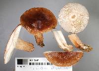 Tricholoma albobrunneum image