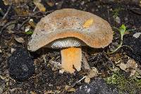 Lactifluus aurantioruber image