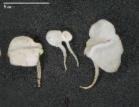 Physalacria pseudotropica image