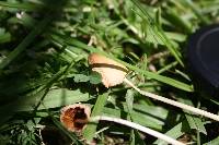 Conocybe apala image