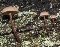 Mycena mariae image