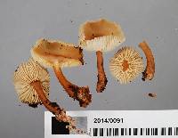 Collybia eucalyptorum image