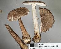 Amanita drummondii image