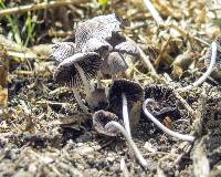 Coprinellus plagioporus image