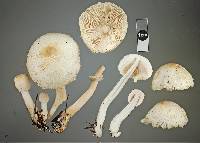 Leucocoprinus cepistipes image
