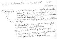 Austropaxillus squarrosus image