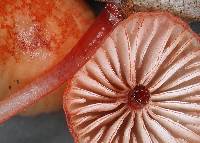 Mycena mariae image