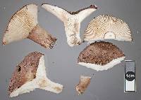 Russula griseobrunnea image