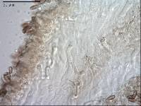 Porphyrellus brunneus image