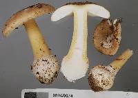 Amanita taiepa image