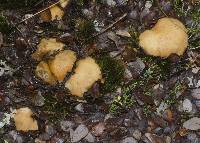 Cortinarius cartilagineus image