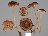 Laccaria masoniae image