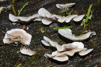Gloeoporus dichrous image