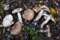 Tricholoma elegans image