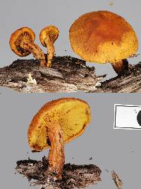 Gymnopilus crociphyllus image