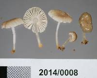 Mycena carmeliana image