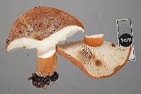 Lactifluus aurantioruber image