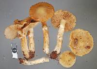 Cortinarius pselioticton image