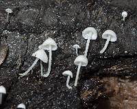 Hemimycena tortuosa image