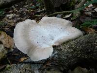 Pleurotus djamor image