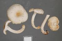 Clitocybe metachroa image